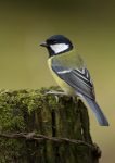 GREAT TIT