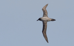 Light-mantled Albatros