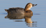 Female Pochard