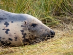 Atlantic Grey Seal