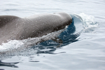 Close view of Pilot Whale, Pacific Ocean, Chile