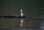 GREY HERONS portfolio
