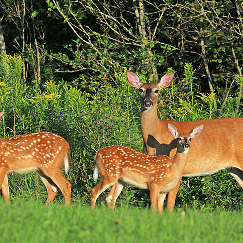 A doe and her two fawns bask briefly in the late afternoon sun.
