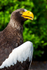 Stellar Sea Eagle - DSC_9783