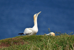 Gannet