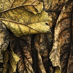 gunnera