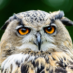 Screech Owl