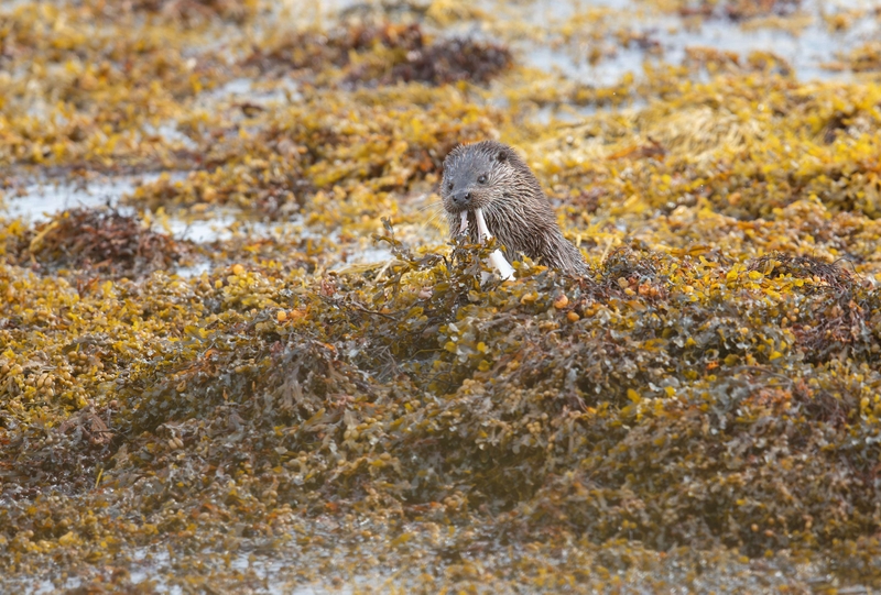 Eurasian Otter - Isle of Mull - Scotland