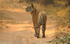 Tigress on the road in Bandhavgarh.