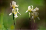 Iris germanica 'Flavescens' 2