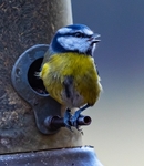 No.0093 Blue tit