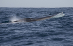 Fin Whale, Pico Island, Azores