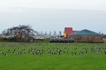 Barnacle Geese