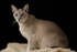Frear-Cat03