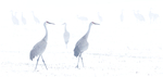 Sandhill Cranes of Norfolk County portfolio