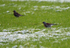 Fieldfare