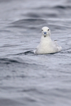 Southern Fulmar portfolio