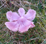 Pnk Waxcap