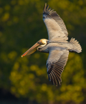 Brown Pelican