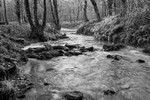 Winter Brook in Monochrome