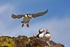 Puffins No 2