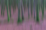 Intentional Camera Movement at Mullaghmeen Forest