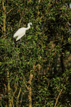 Little Egret portfolio