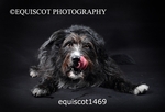 equiscot1469