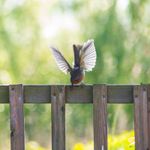 Robin Highlights_1160576