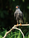 Snail Kite (male) perched, Panama