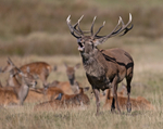 Red Deer - Cervus elaphus