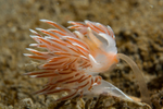 Fjordia sp.