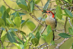 Red-bellied Woodpecker, Corkscrew Swamp, Florida