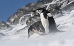Chinstrap Penguins in the wind
