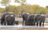 Elephant's family at the Water-hole