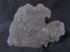 crd012 Pentacrinites dichotomus