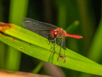 Ruddy Darter