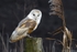 Barn Owl (Tyto Alba)