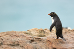 Rockhopper Penguin standing on clifftop, Saunders Island, Falklands