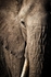 african elephant_RLP144814
