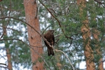 Black Kite