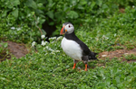 Puffin