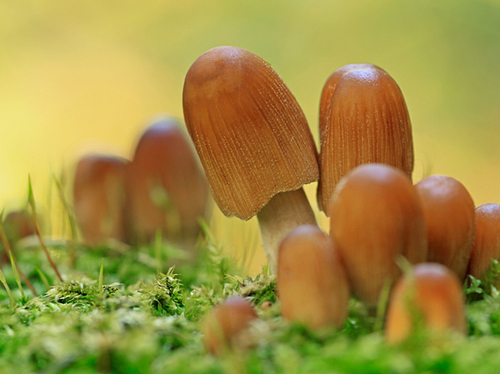 [align=center]Common (Glistening) Inkcap, Coprinus micaceus[/align]