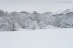 Wood & Snow II