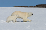 Young cub and mother