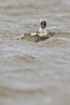 Silvery Grebe portfolio