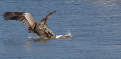  Pelicans _0020