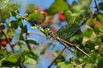 Migrant Hawker