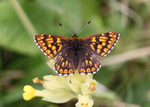 Duke of Burgundy