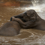 Elephant Bathtime